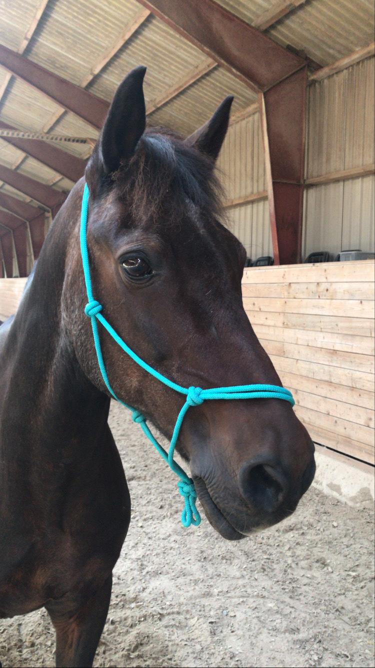 DSP Bandit billede 9