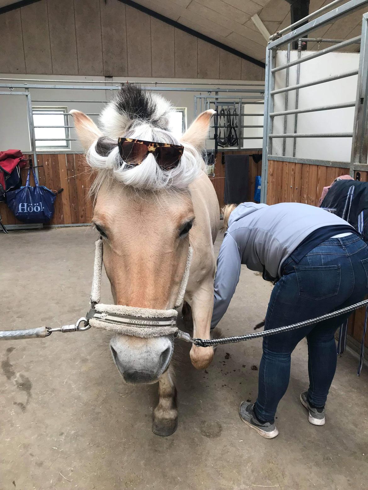 Fjordhest Karmen billede 14