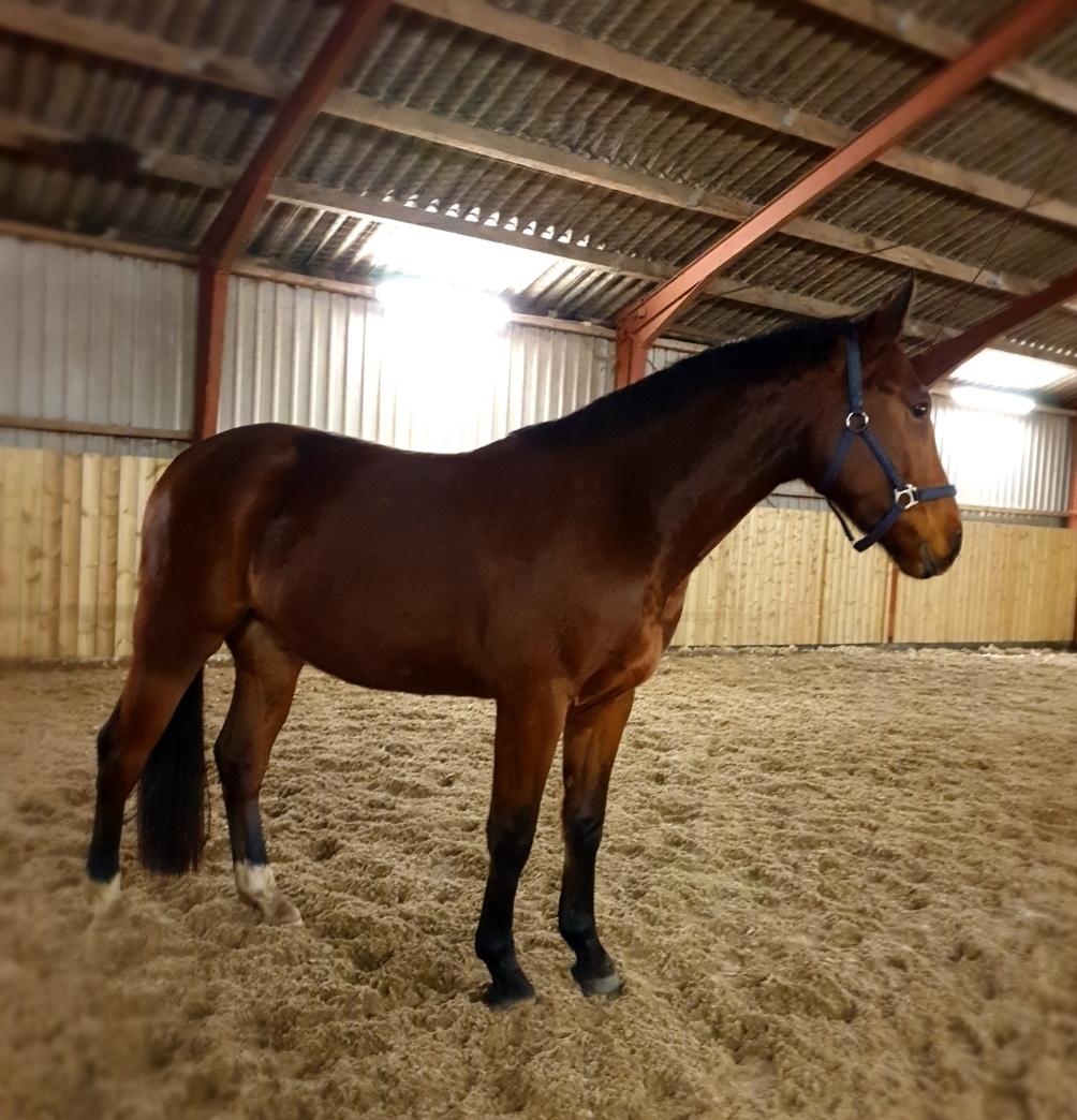 Oldenborg Muhlegaardens santos - anden gang i ridehus hjemme billede 6