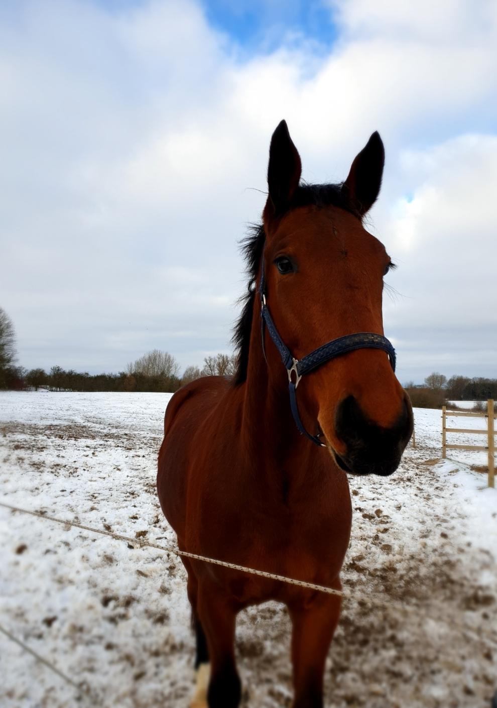 Oldenborg Muhlegaardens santos billede 8