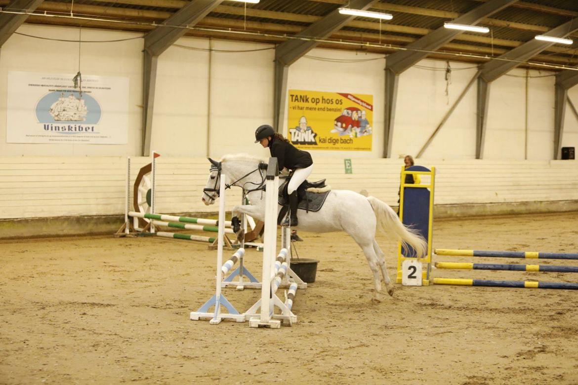 Hollandsk Sportspony Dalgårdens moonlight billede 5