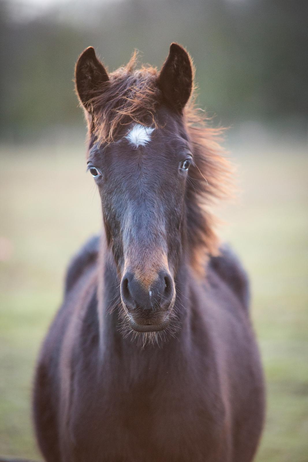 Knabstrupper Ingemanns Tahiti - 9 mrd. gammel - 19 januar 2021 billede 4