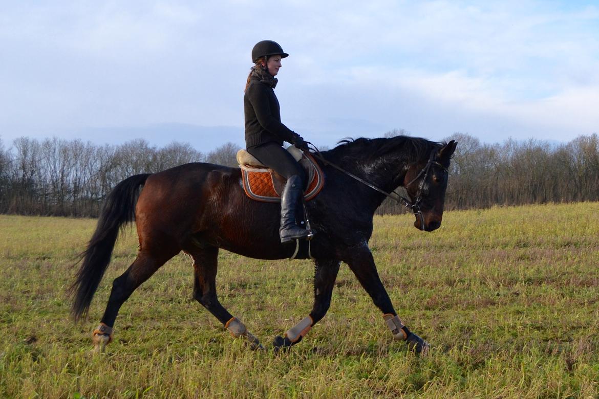 Holstener Hornsmarkens Chester - Januar 2021 billede 12