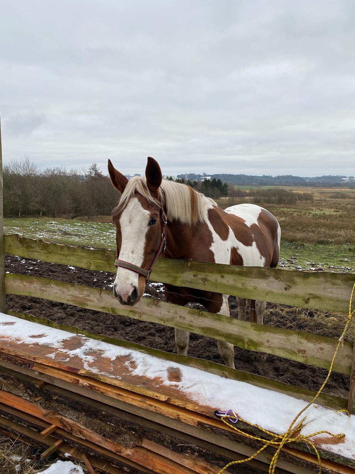 Pinto Kilgast's Angel billede 4