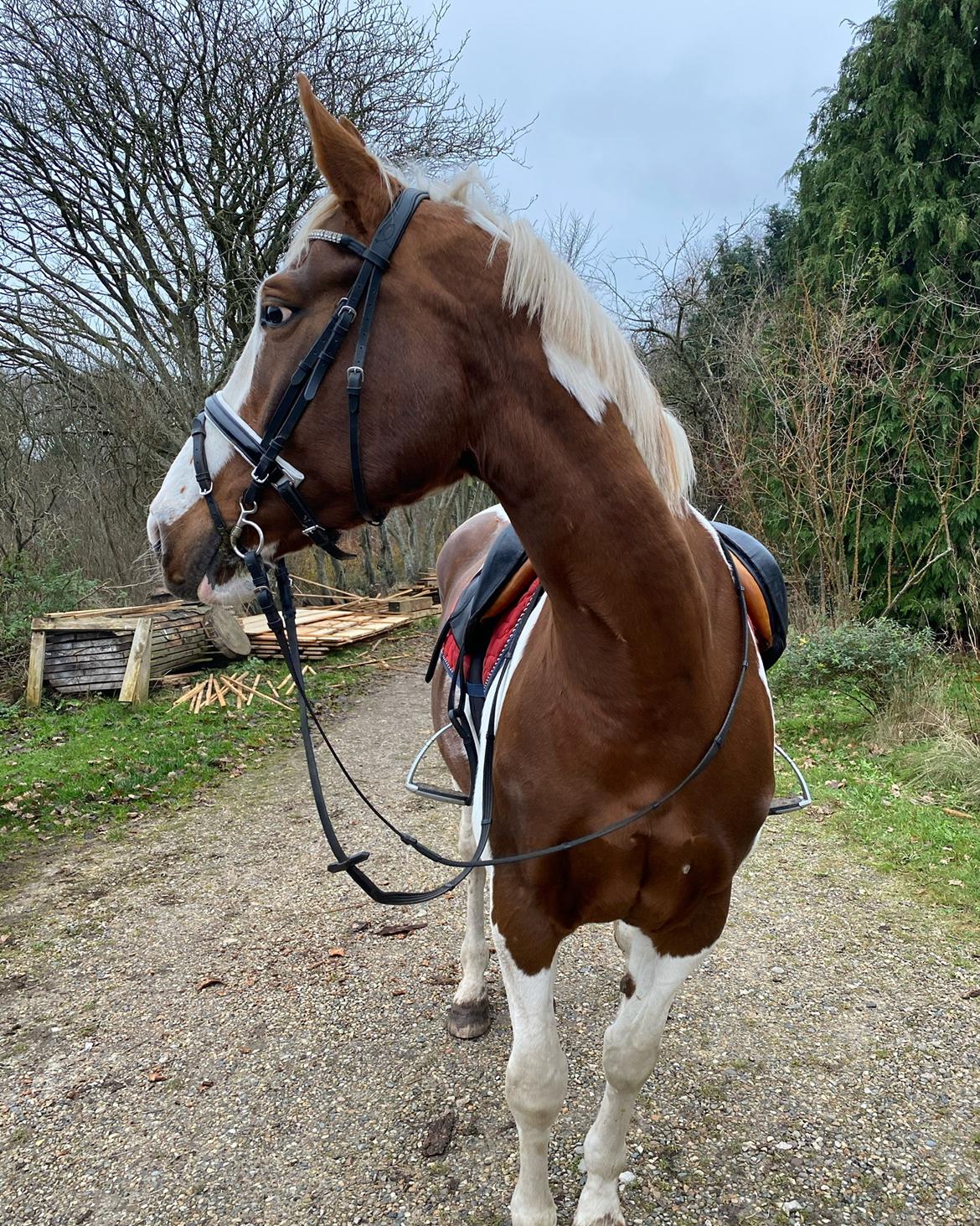 Pinto Kilgast's Angel billede 10