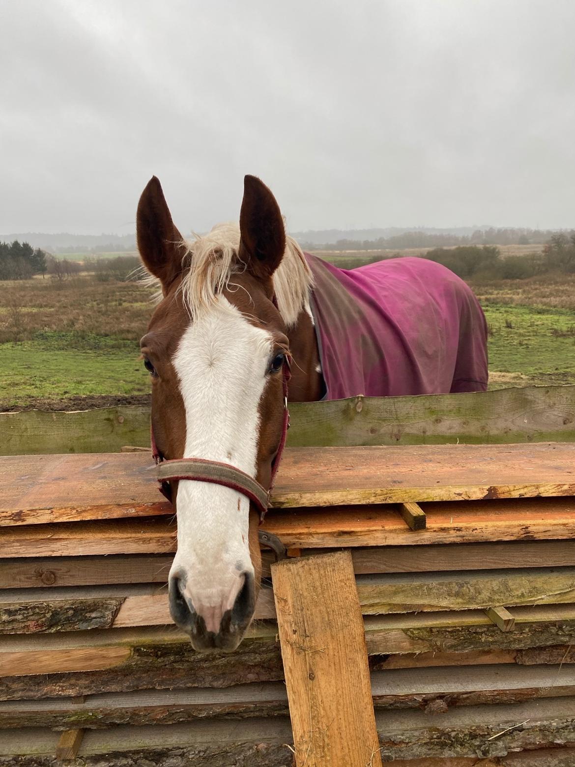 Pinto Kilgast's Angel billede 7