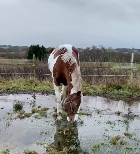 Pinto Kilgast's Angel billede 6