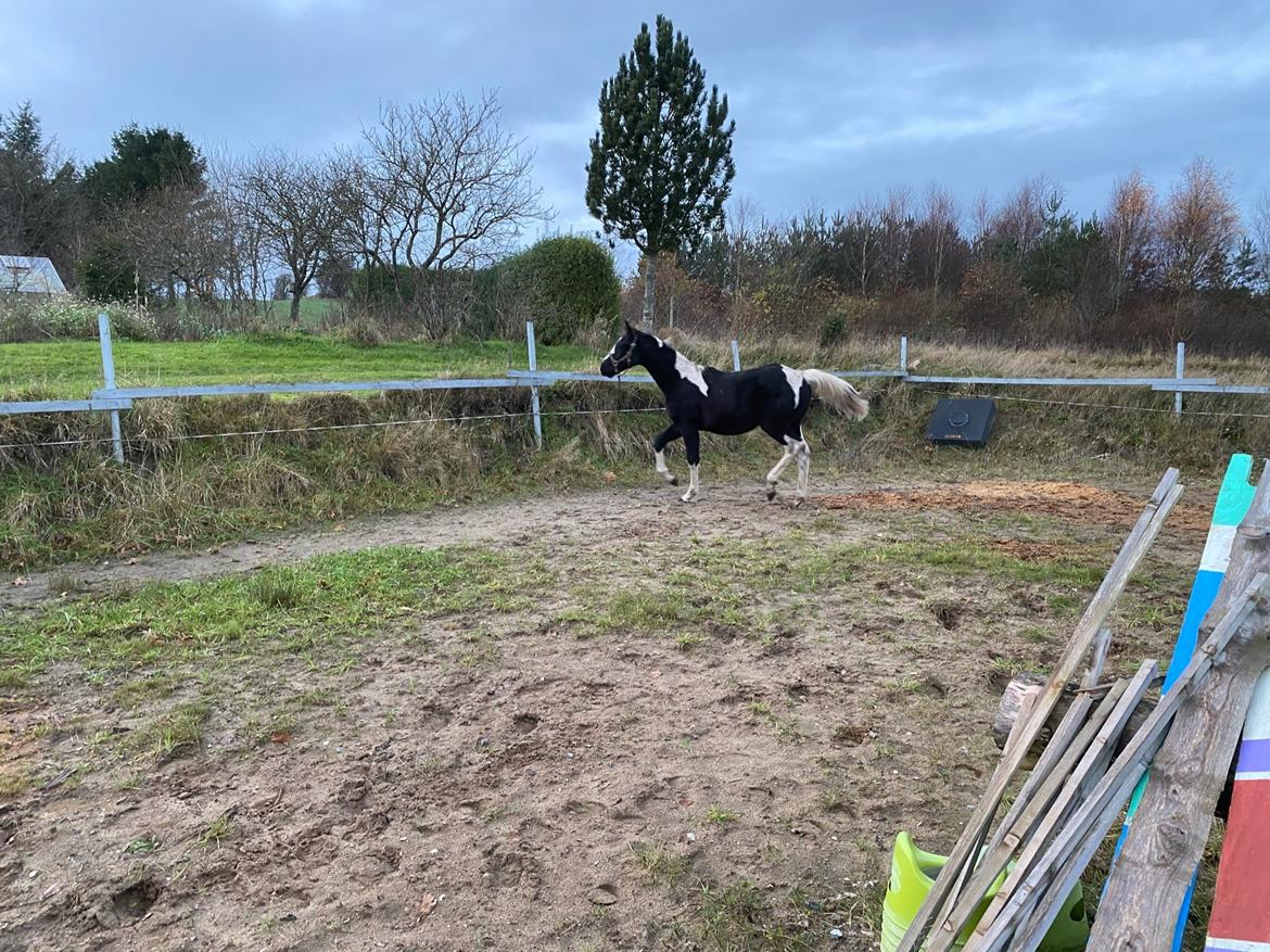 Pinto Kilgast's Afrodite aka Affe billede 18