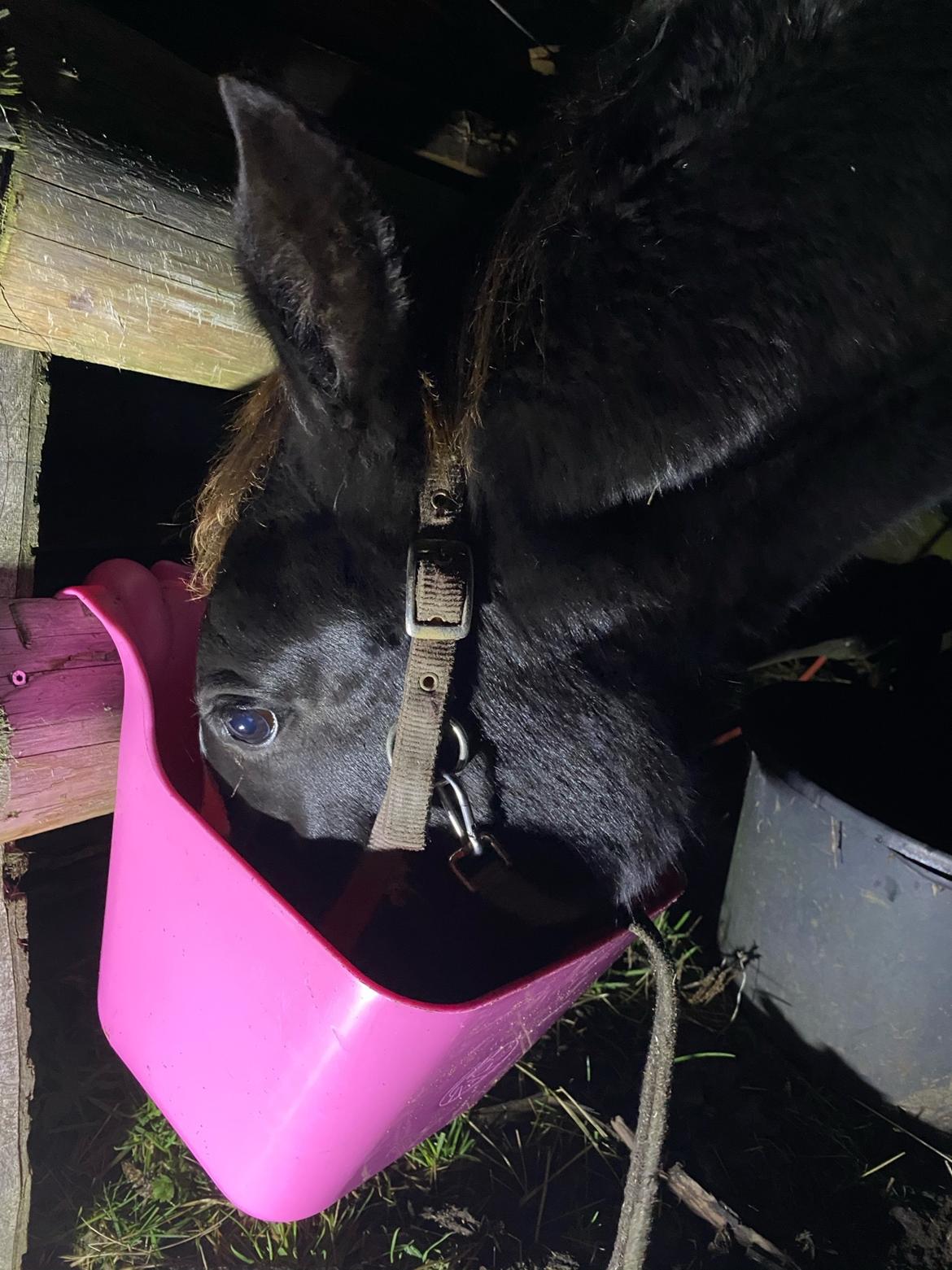 Pinto Kilgast's Afrodite aka Affe billede 11