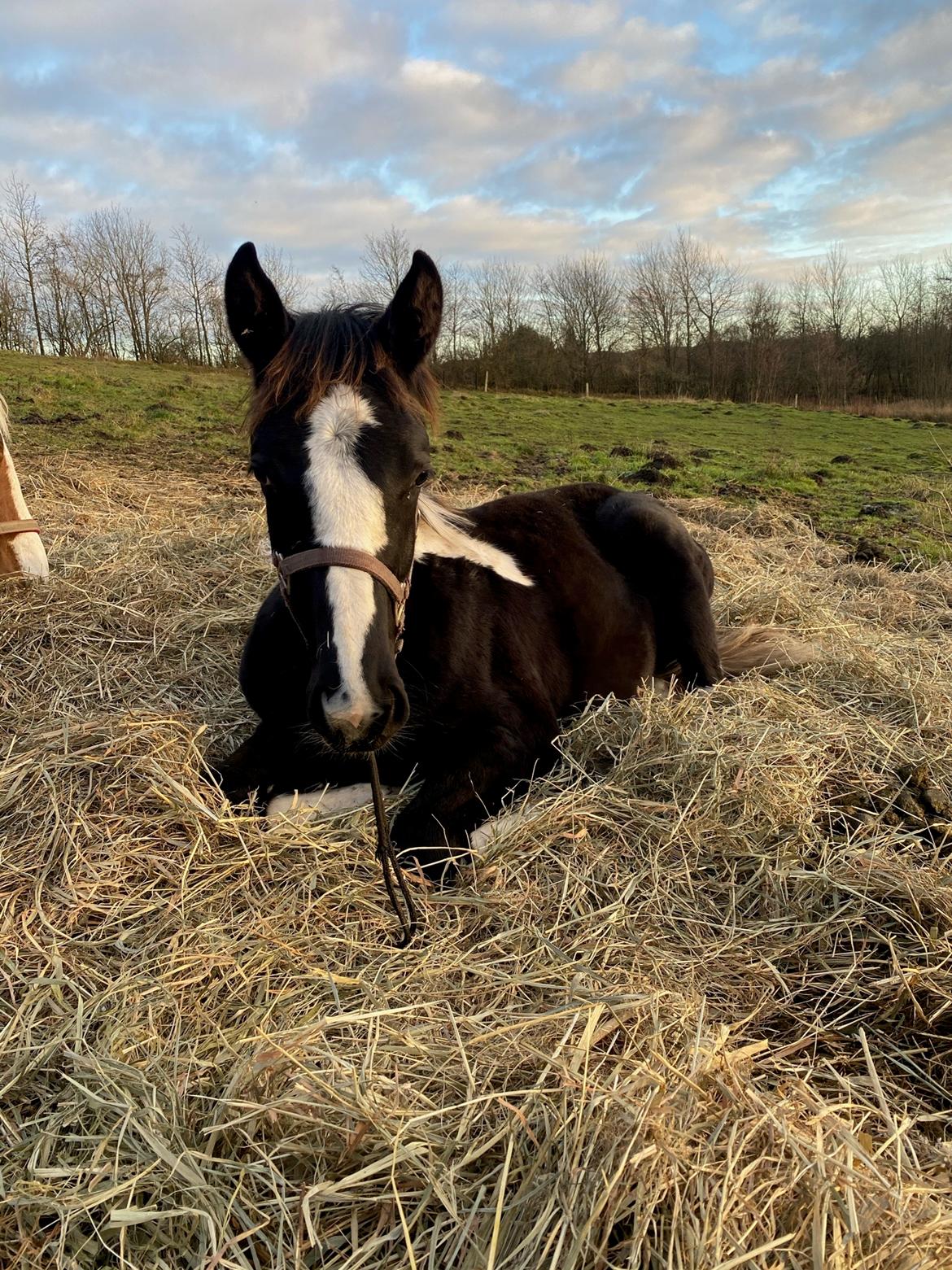 Pinto Kilgast's Afrodite aka Affe billede 5