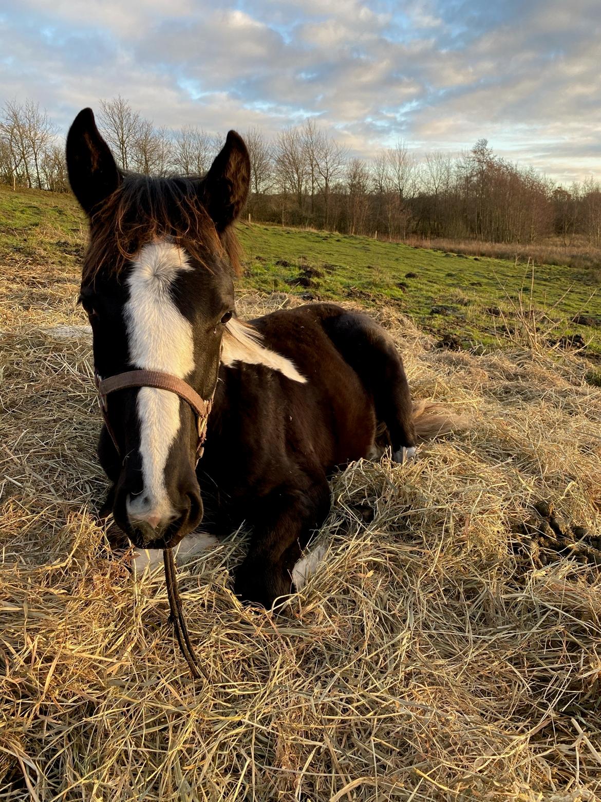 Pinto Kilgast's Afrodite aka Affe billede 7