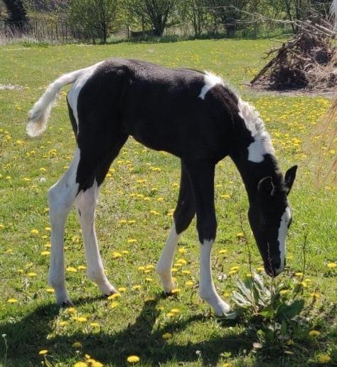 Pinto Kilgast's Afrodite aka Affe billede 9