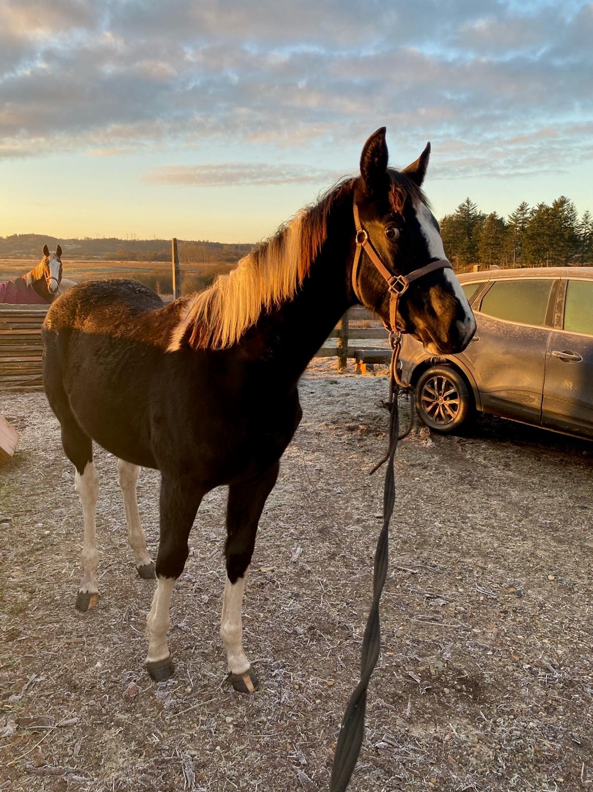 Pinto Kilgast's Afrodite aka Affe billede 6