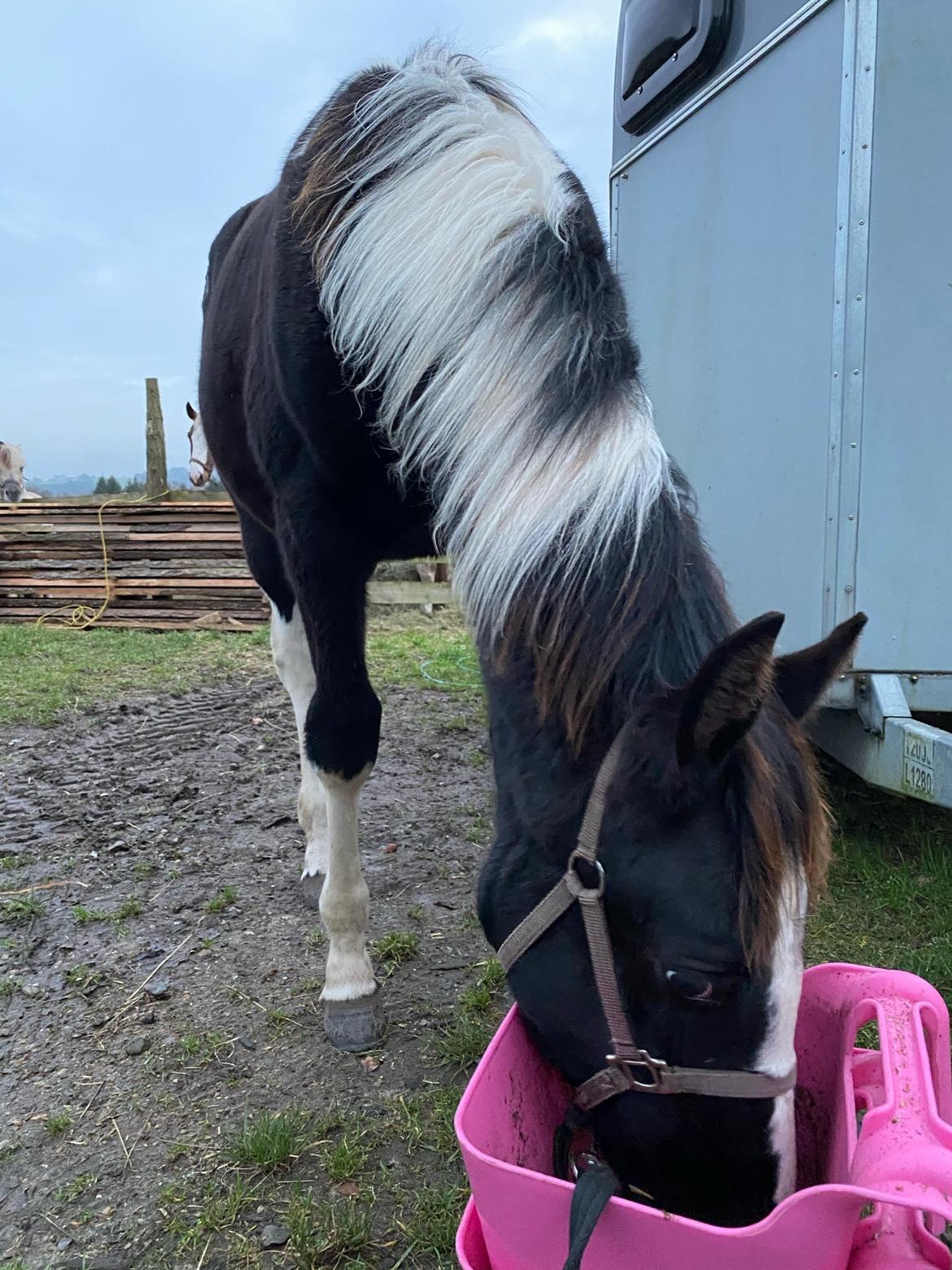 Pinto Kilgast's Afrodite aka Affe billede 12