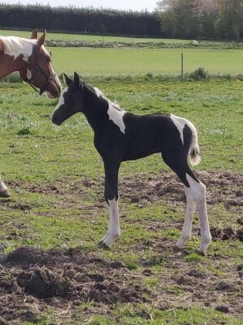 Pinto Kilgast's Afrodite aka Affe billede 13