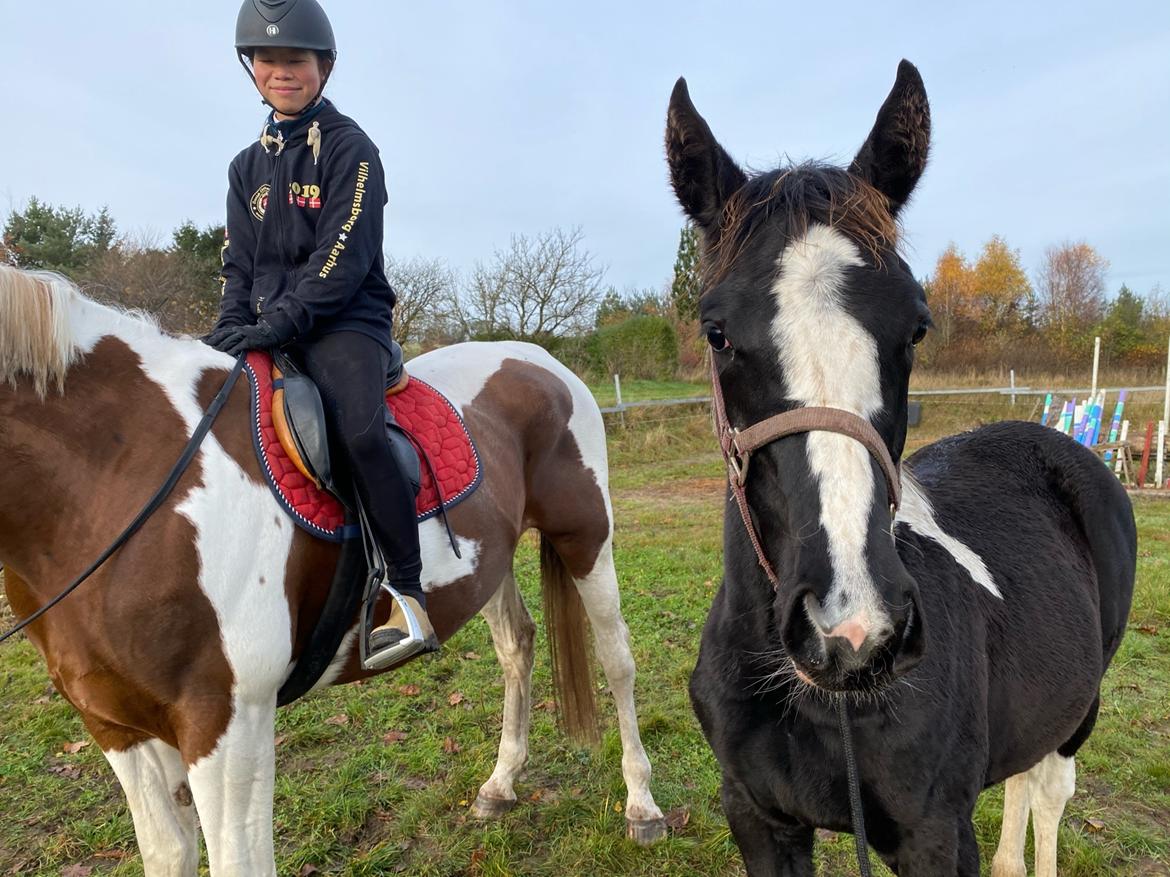 Pinto Kilgast's Afrodite aka Affe billede 15