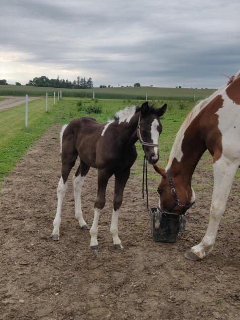 Pinto Kilgast's Afrodite aka Affe billede 16