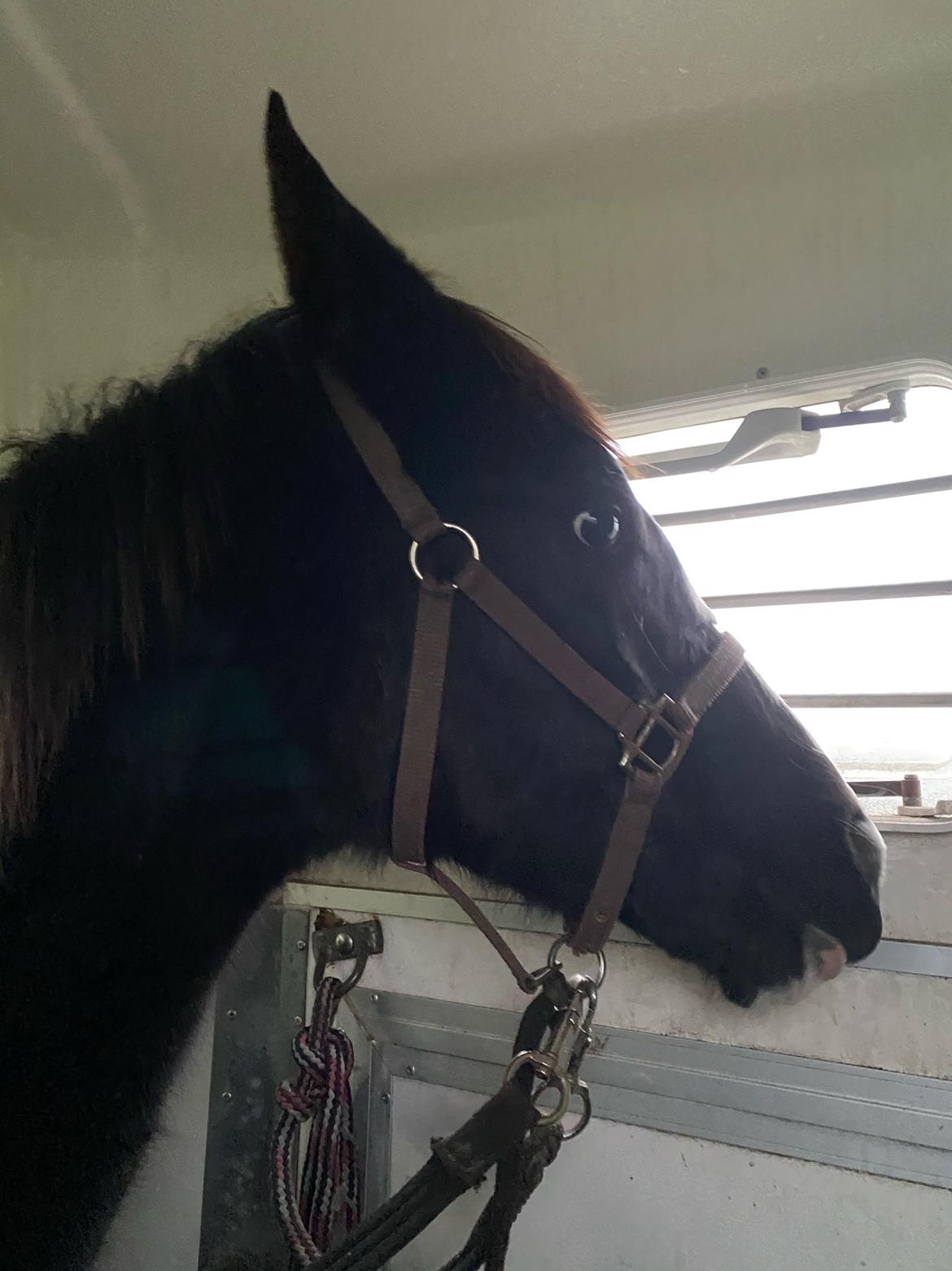 Pinto Kilgast's Afrodite aka Affe billede 17