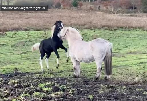 Pinto Kilgast's Afrodite aka Affe billede 14