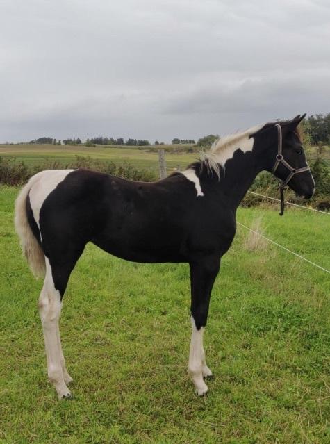 Pinto Kilgast's Afrodite aka Affe billede 4