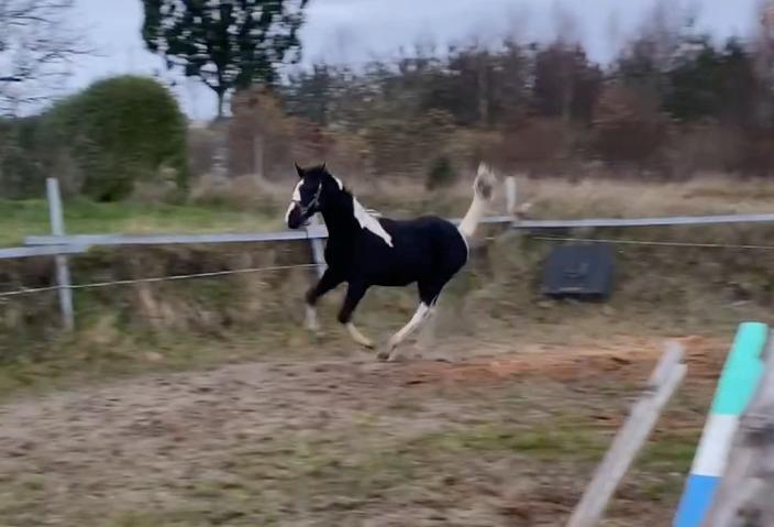 Pinto Kilgast's Afrodite aka Affe billede 3