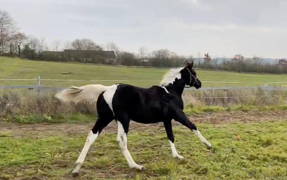 Pinto Kilgast's Afrodite aka Affe billede 10