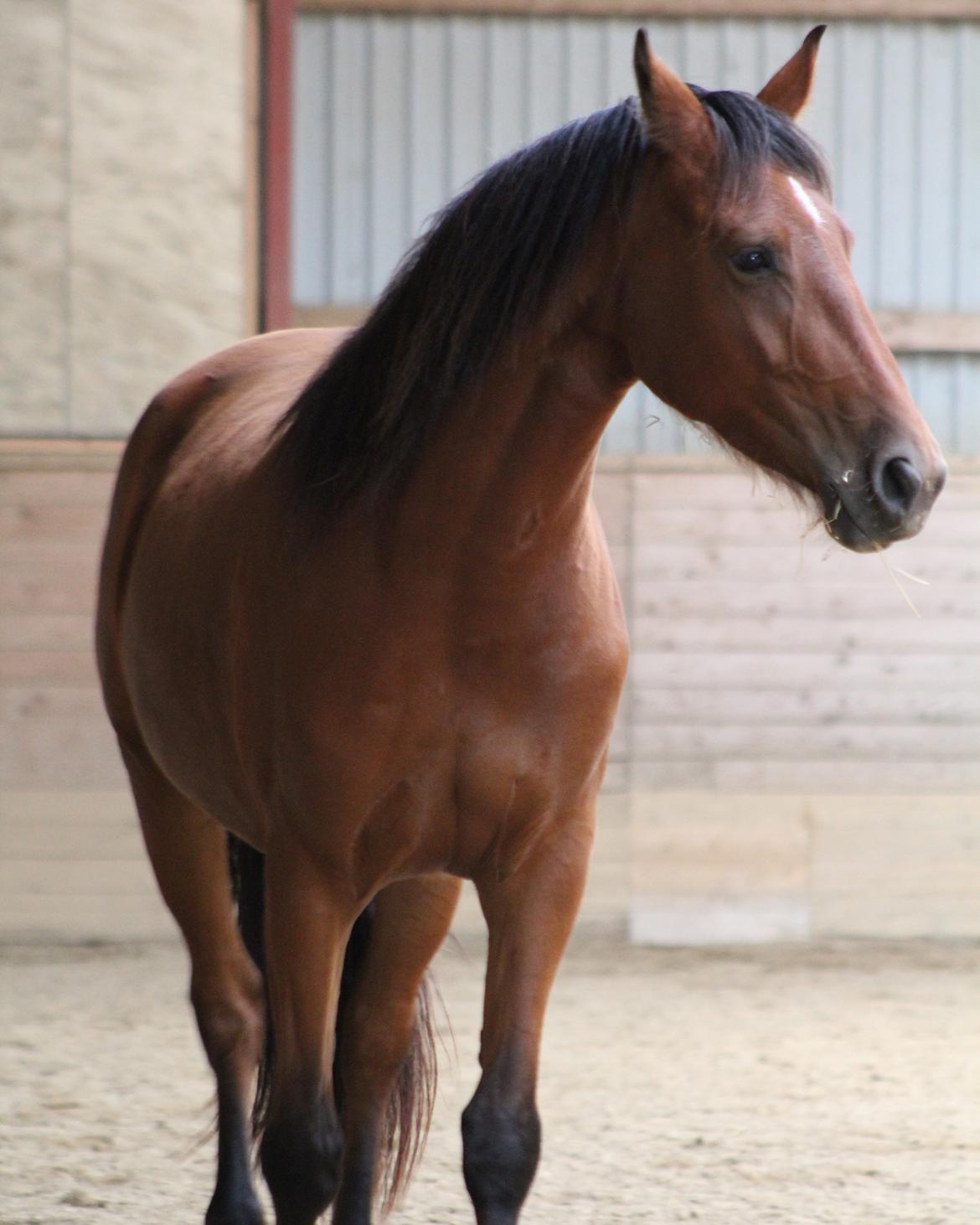 Anden særlig race Princess Nice Surprice  billede 7