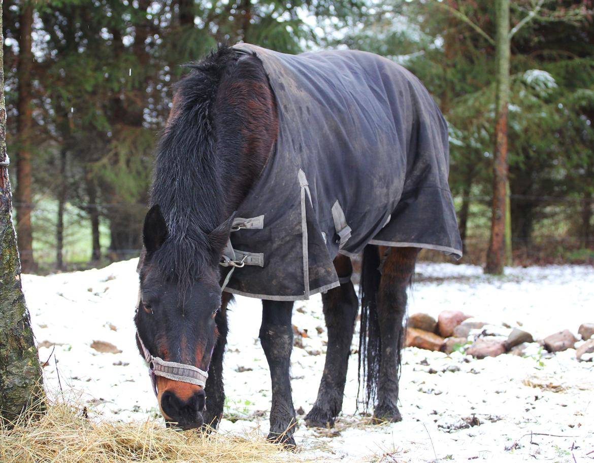 New Forest Rosie (Little Luck) billede 1