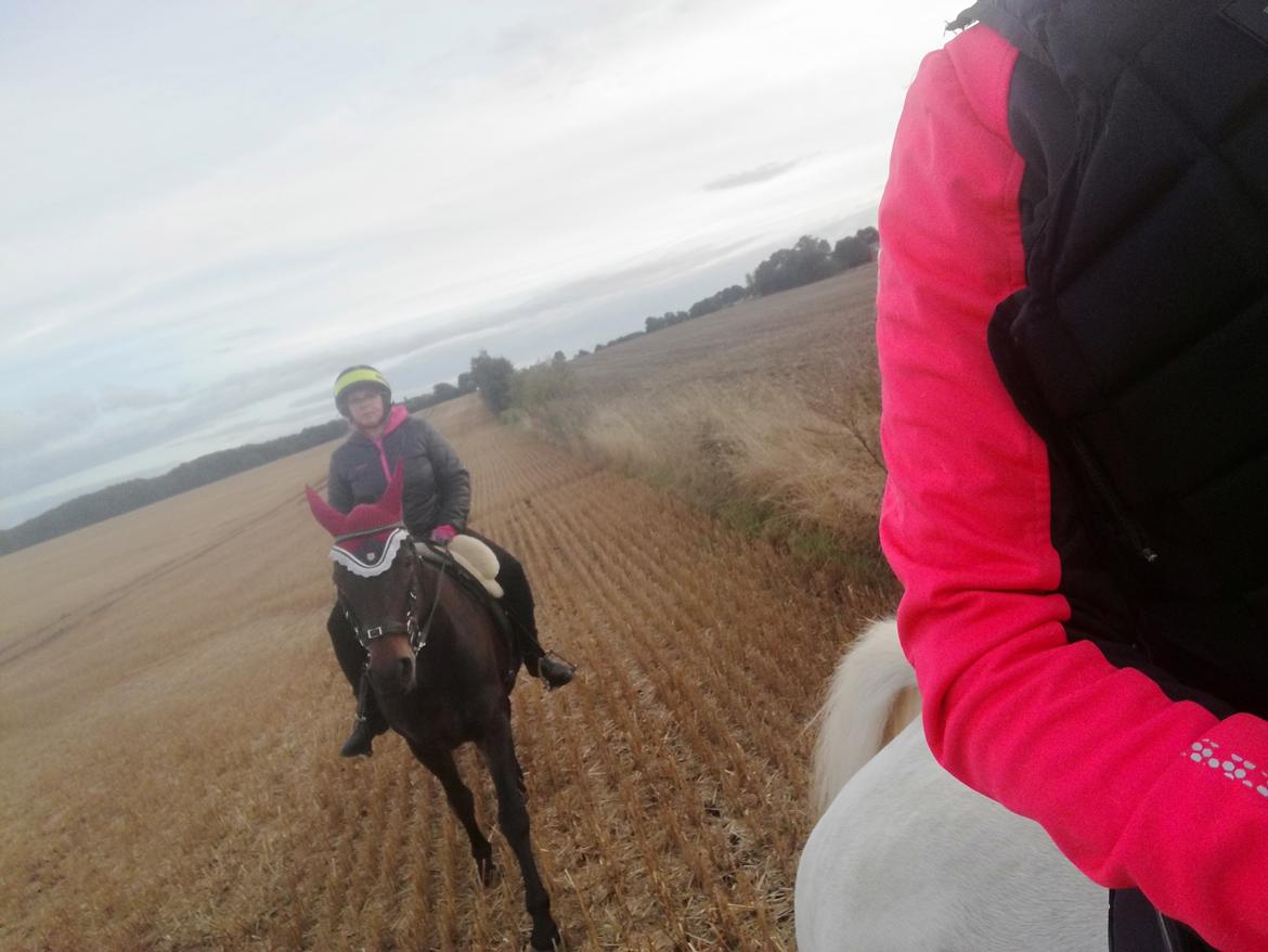 New Forest Rosie (Little Luck) billede 4