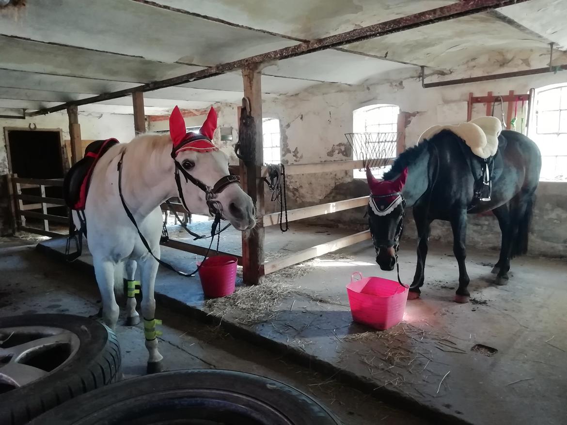 New Forest Rosie (Little Luck) billede 5