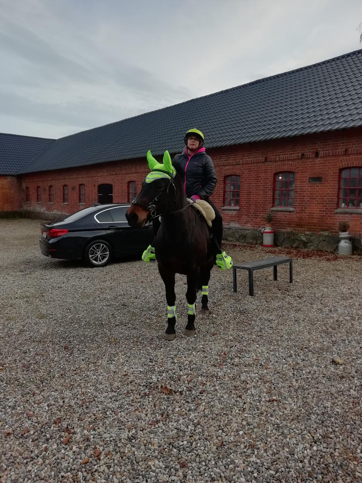 New Forest Rosie (Little Luck) billede 6