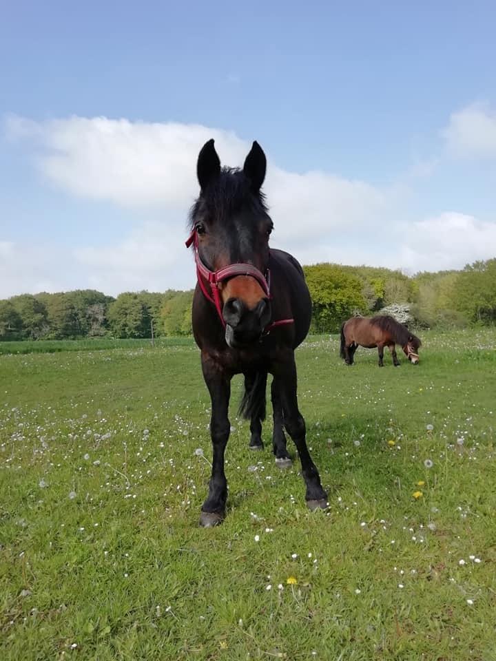 New Forest Rosie (Little Luck) billede 2