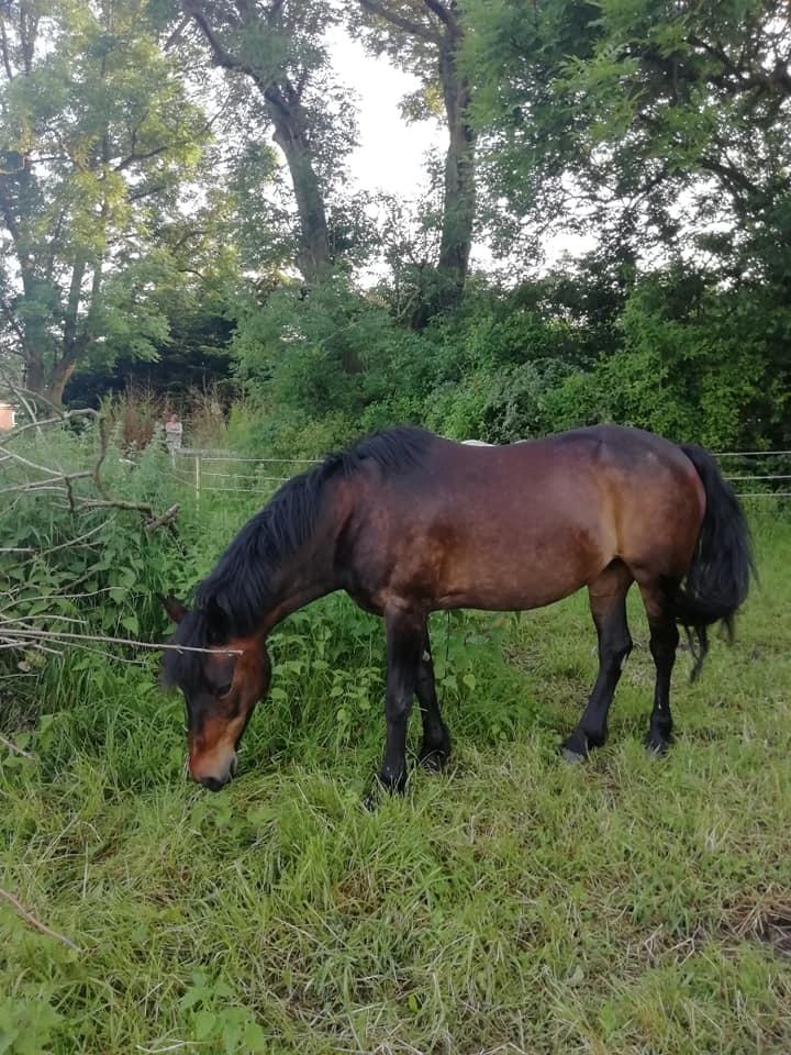 New Forest Rosie (Little Luck) billede 10