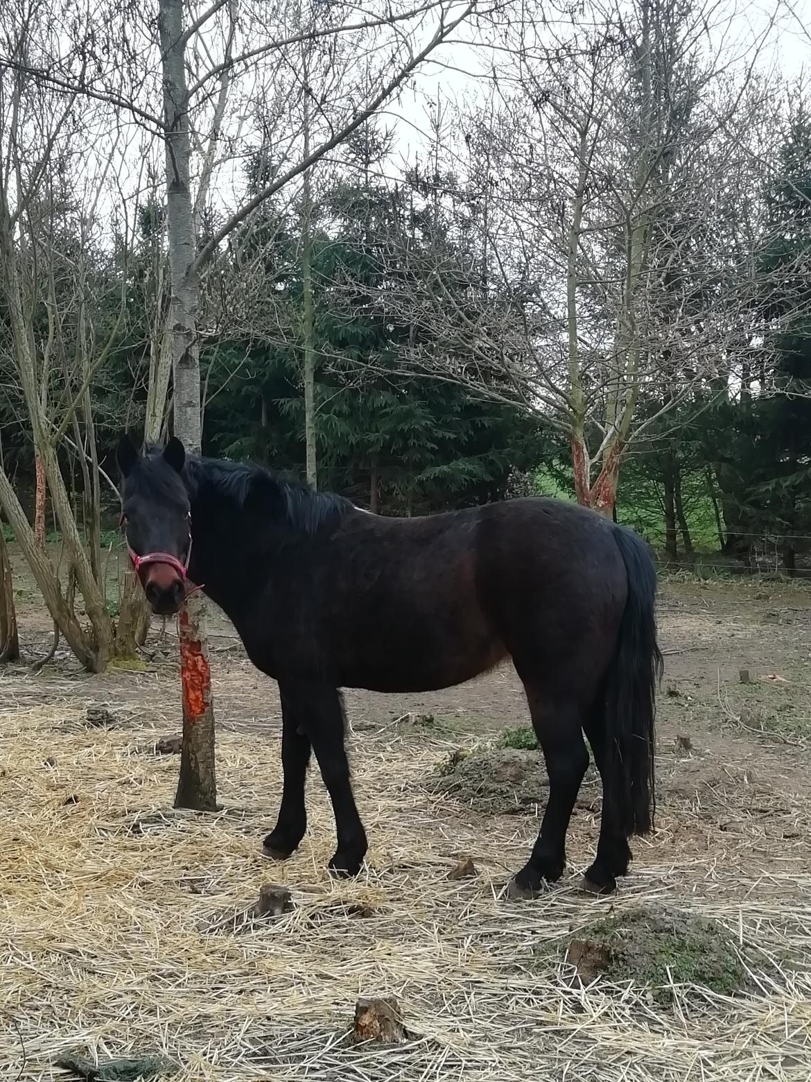 New Forest Rosie (Little Luck) billede 9