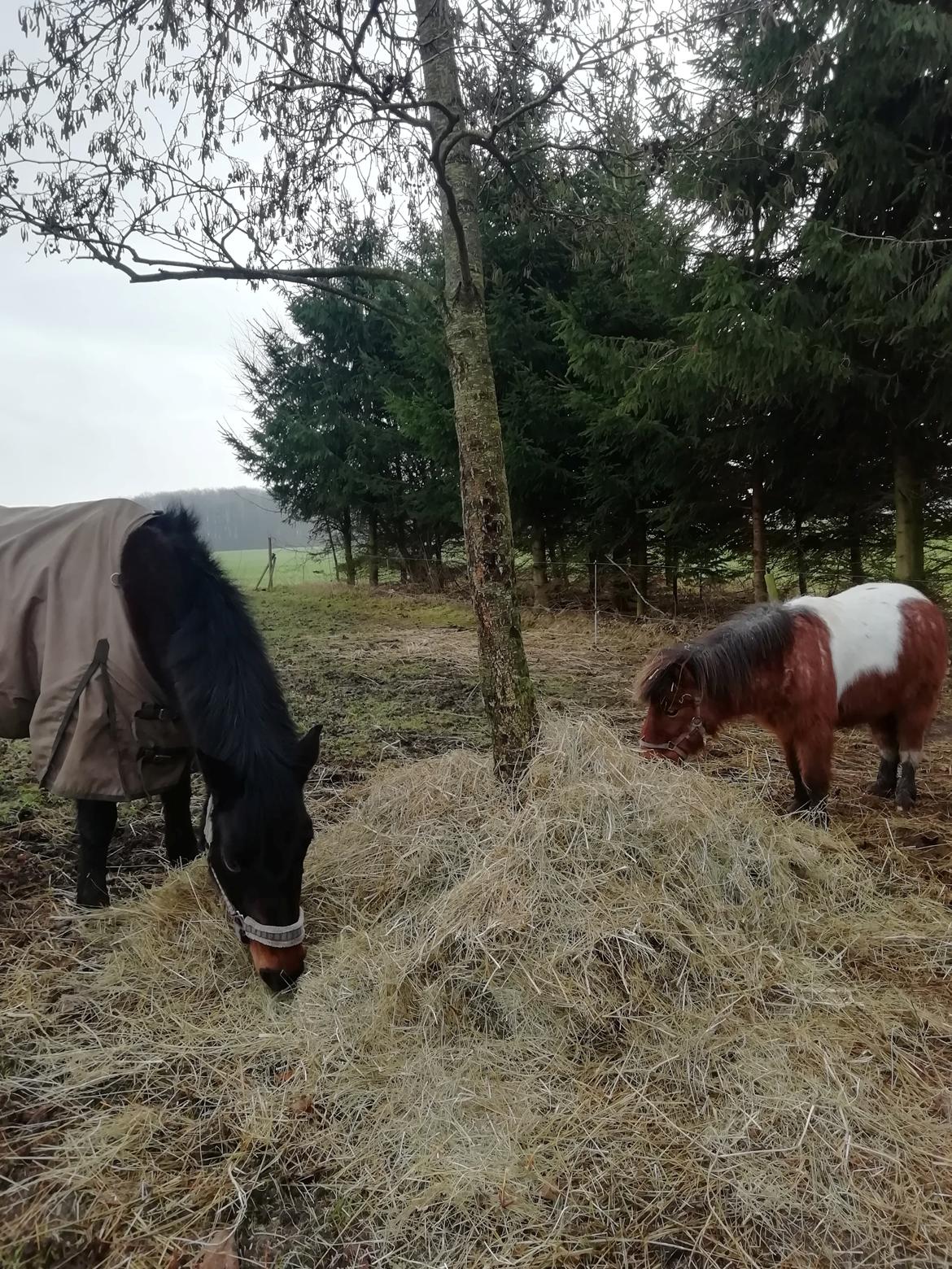 New Forest Rosie (Little Luck) billede 12