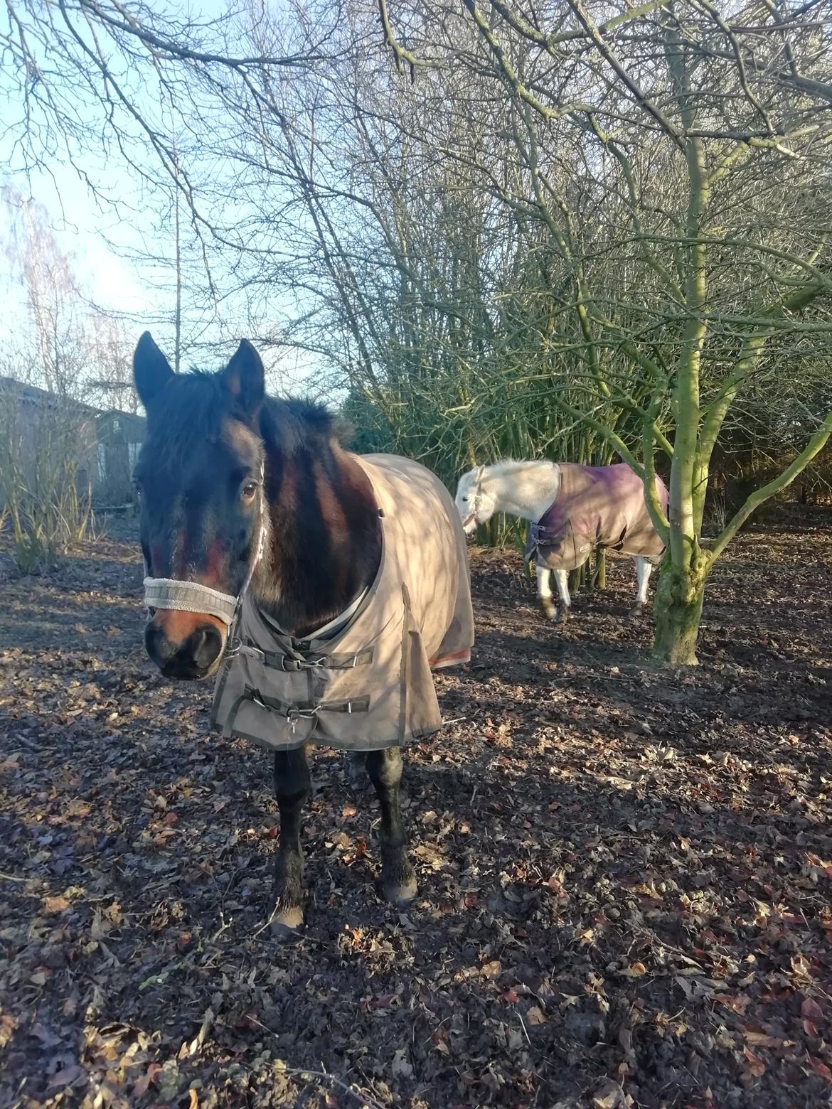 New Forest Rosie (Little Luck) billede 11