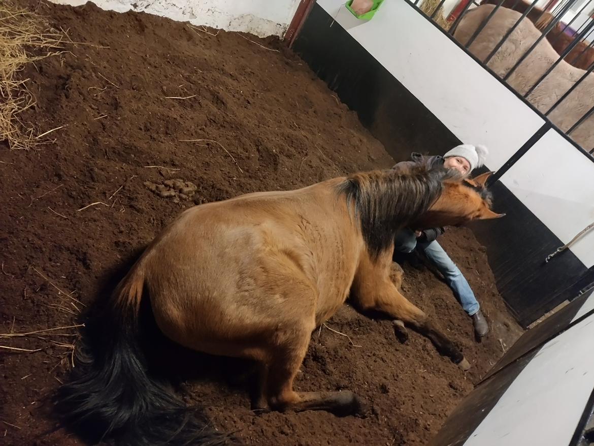 Arabisk fuldblod (OX) Rastox Sedira OX *SOLGT* billede 12