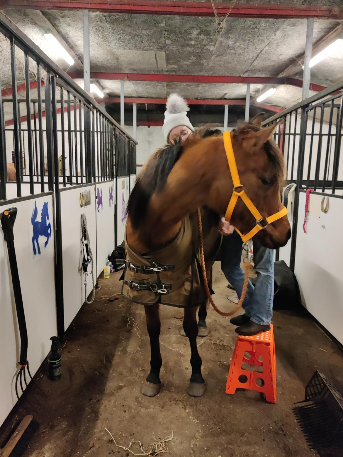 Arabisk fuldblod (OX) Rastox Sedira OX *SOLGT* billede 14