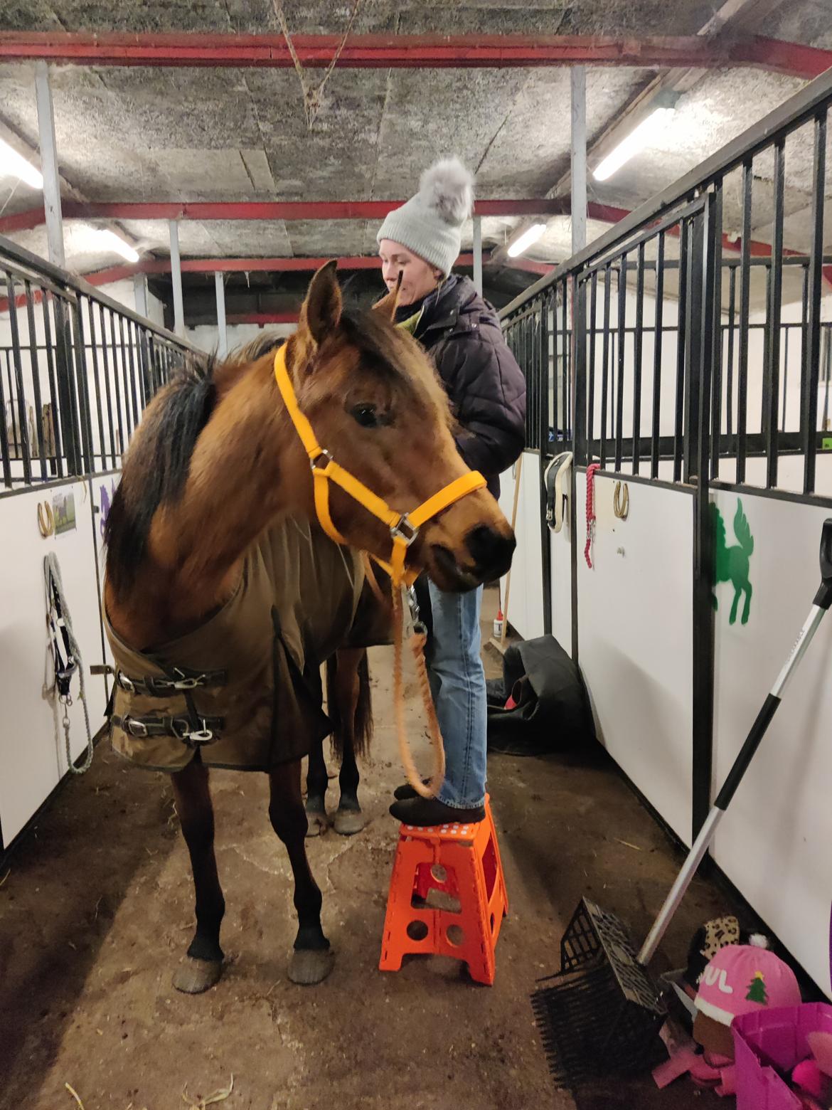 Arabisk fuldblod (OX) Rastox Sedira OX *SOLGT* billede 13