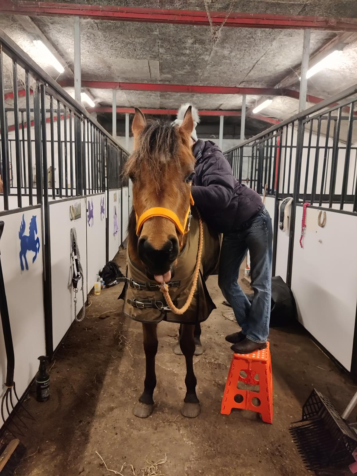 Arabisk fuldblod (OX) Rastox Sedira OX *SOLGT* billede 15