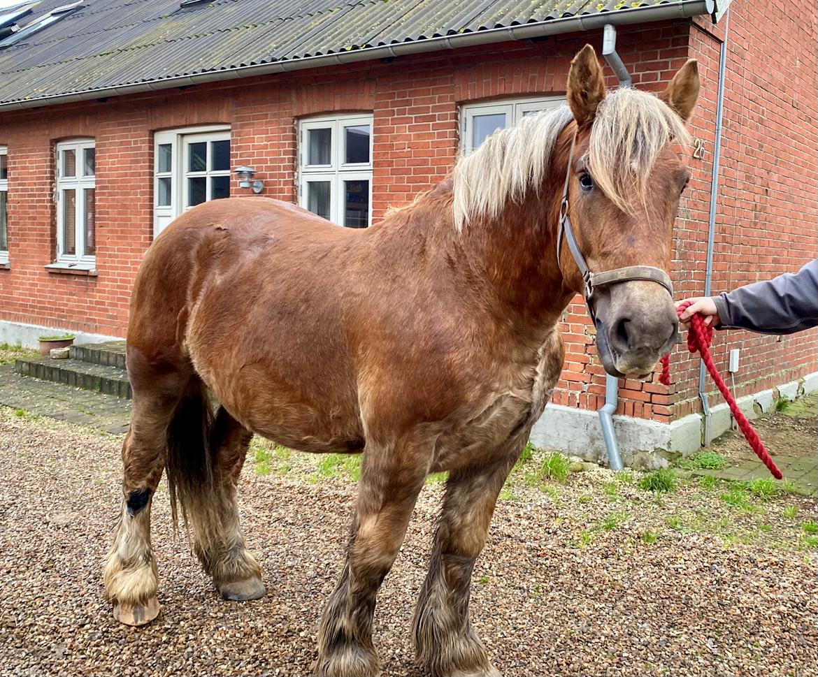 Jyde Lillebror (Birk) billede 1