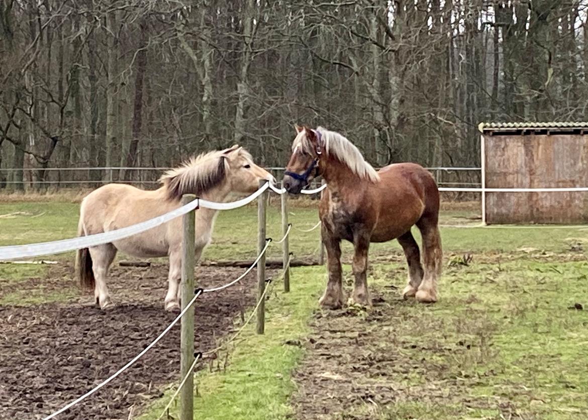 Jyde Lillebror (Birk) billede 3