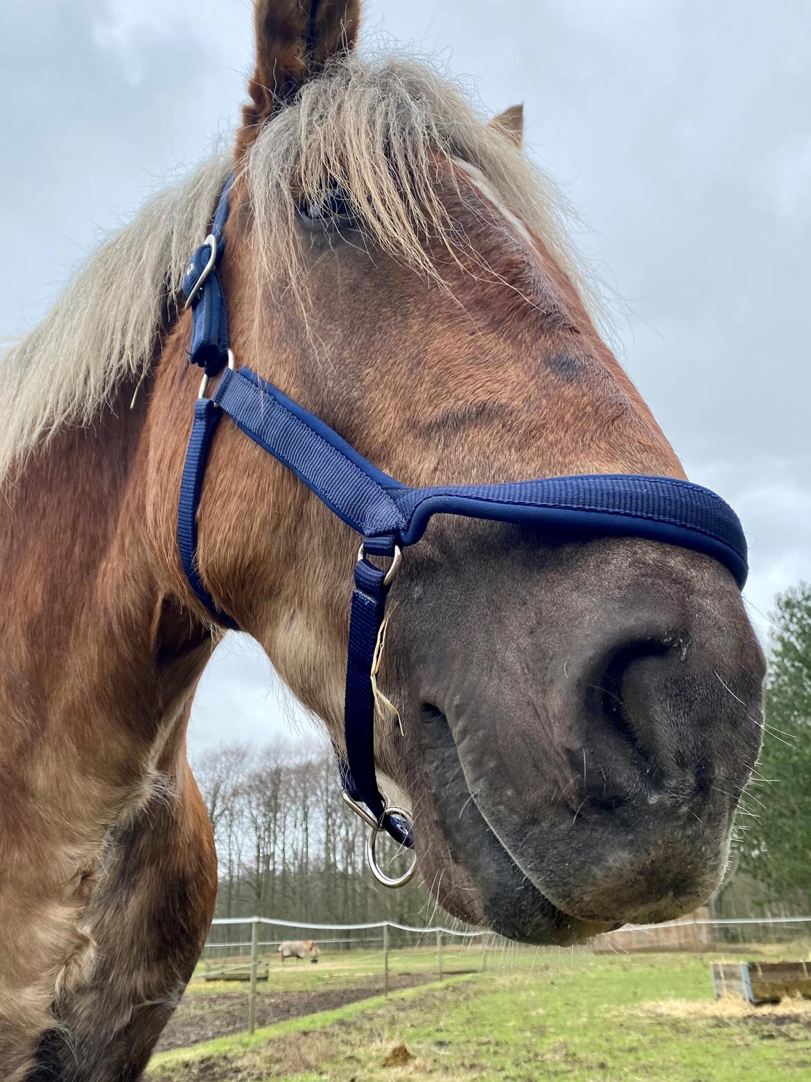 Jyde Lillebror (Birk) billede 5