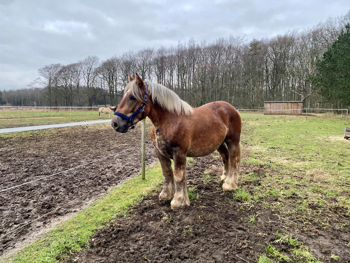 Jyde Lillebror (Birk) billede 4