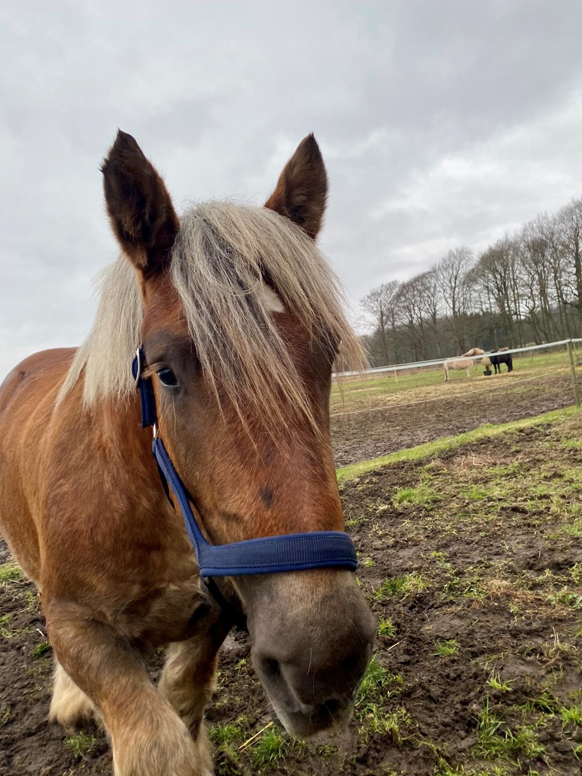 Jyde Lillebror (Birk) billede 6