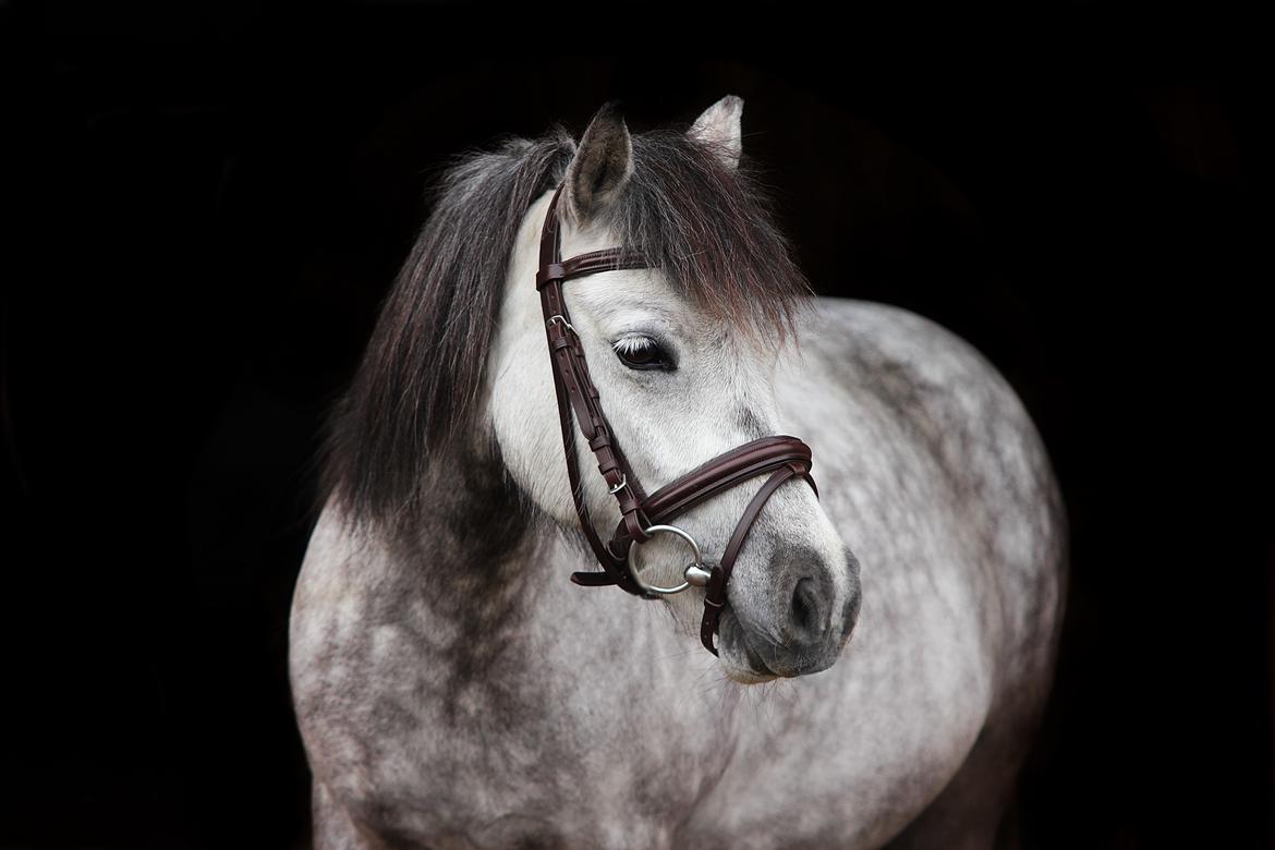 Anden særlig race Høgfeldt's Rapunsel<3 billede 20