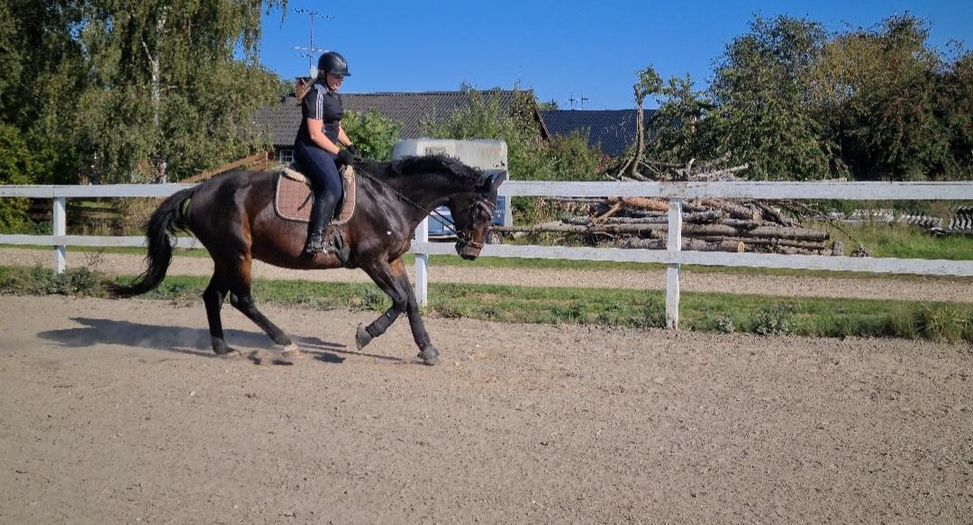 Dansk Varmblod Mr. Jeffrick ~ Jeffer ~ billede 5