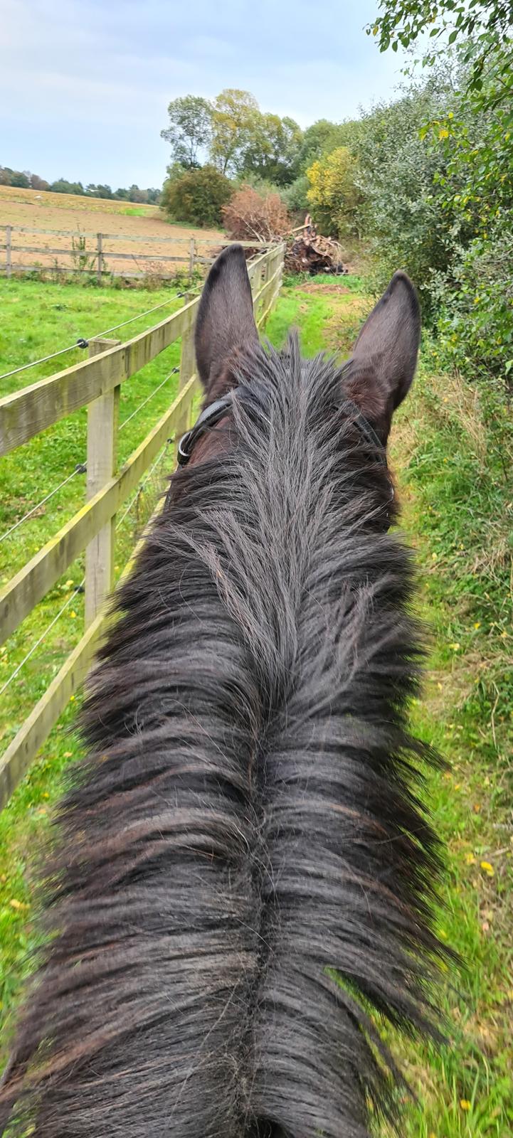 Dansk Varmblod Mr. Jeffrick ~ Jeffer ~ billede 6