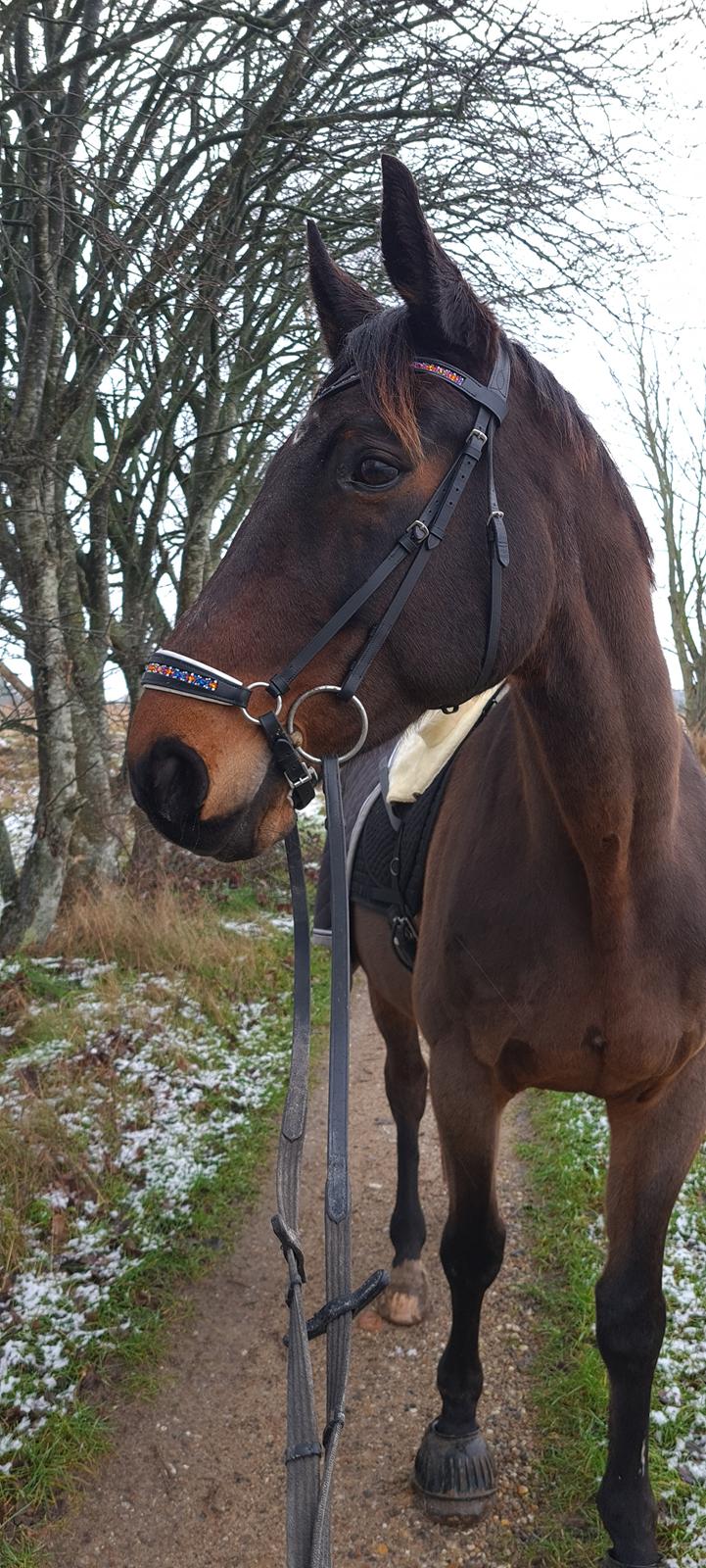 Dansk Varmblod Mr. Jeffrick ~ Jeffer ~ billede 1