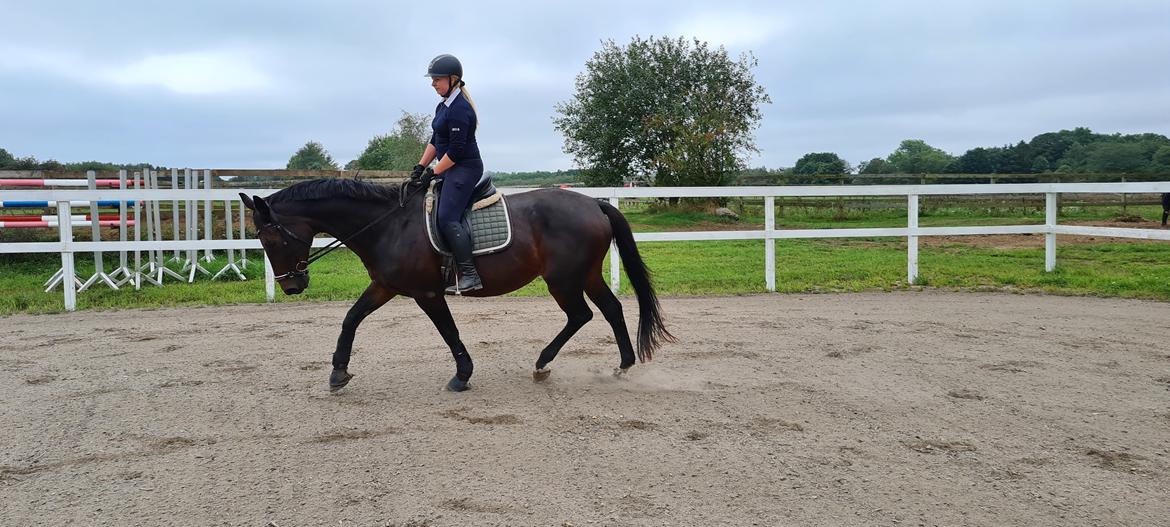 Dansk Varmblod Mr. Jeffrick ~ Jeffer ~ billede 4